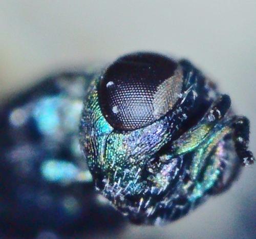 Réf. 357 781 : Eupelmus azureus